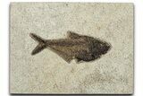 Detailed Fossil Fish (Diplomystus) - Wyoming #327825-1